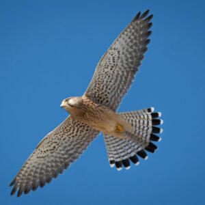 A beautiful Kestrel flying majestically with wings spread against a clear blue sky in Tunisia.