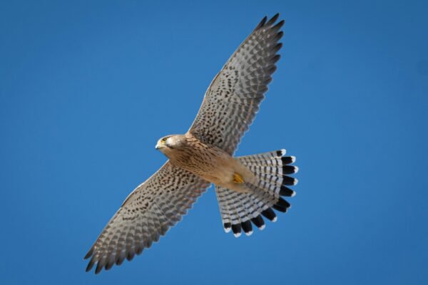 A beautiful Kestrel flying majestically with wings spread against a clear blue sky in Tunisia.