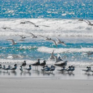 A scenic view of seagulls flying and resting on a serene beach with a vivid blue ocean backdrop.